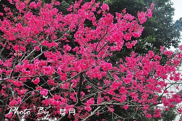 楊梅百年回善寺華映賞櫻花