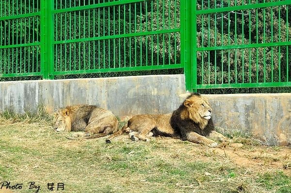 新竹關西六福莊生態渡假旅館草原歷險長頸鹿老虎獅子