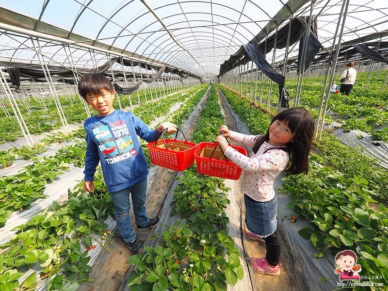 桃園大溪景點-323溫室精緻農場-超大型親子採草莓農場，怎麼採都採不完，還有蕃茄跟無花果哦 @民宿女王芽月-美食.旅遊.全台趴趴走