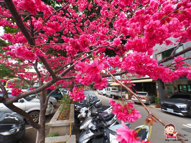 桃園龍潭限時景點-東華街櫻花-停車場旁的櫻花樹大爆發，想拍照就要快