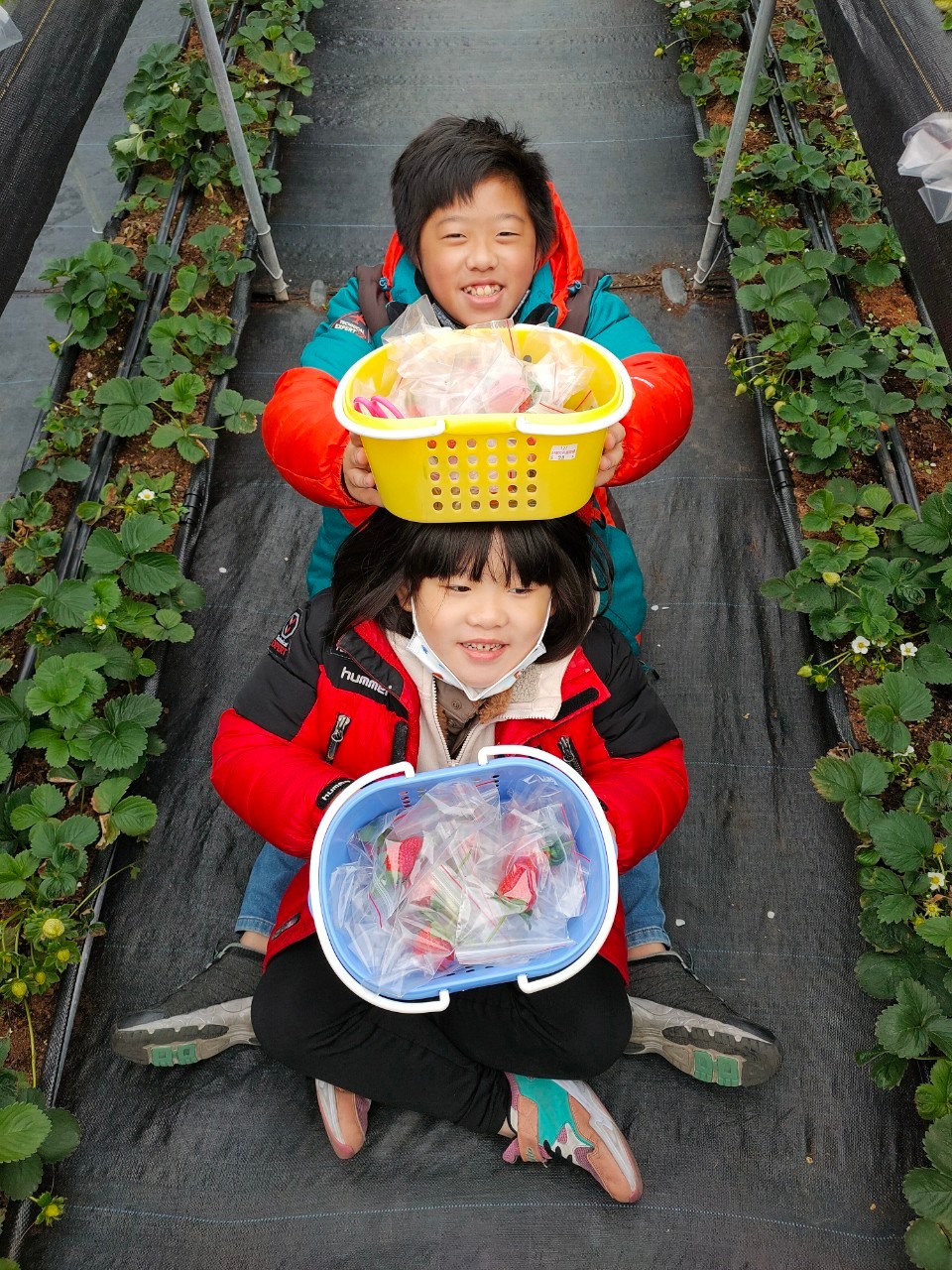 八角店高架草莓園,大竹景點,美姬草莓,蘆竹採草莓,親子採草莓
